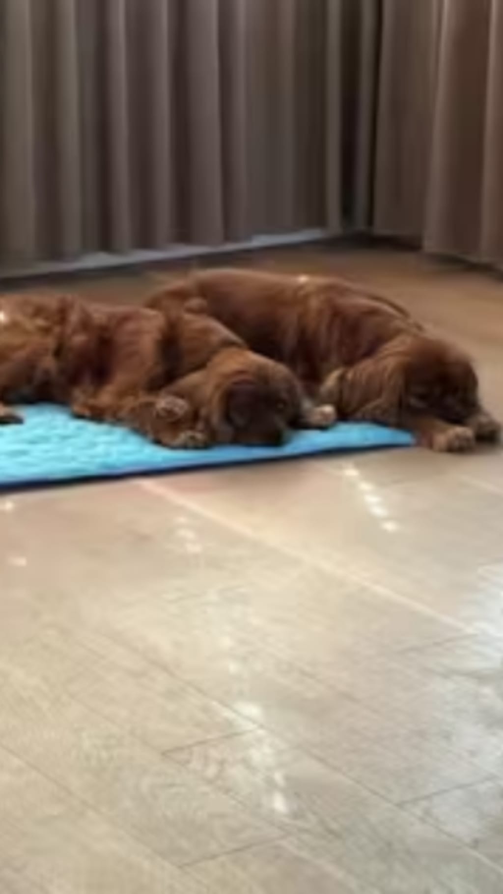 Thermal Pull Cooling Mat™
